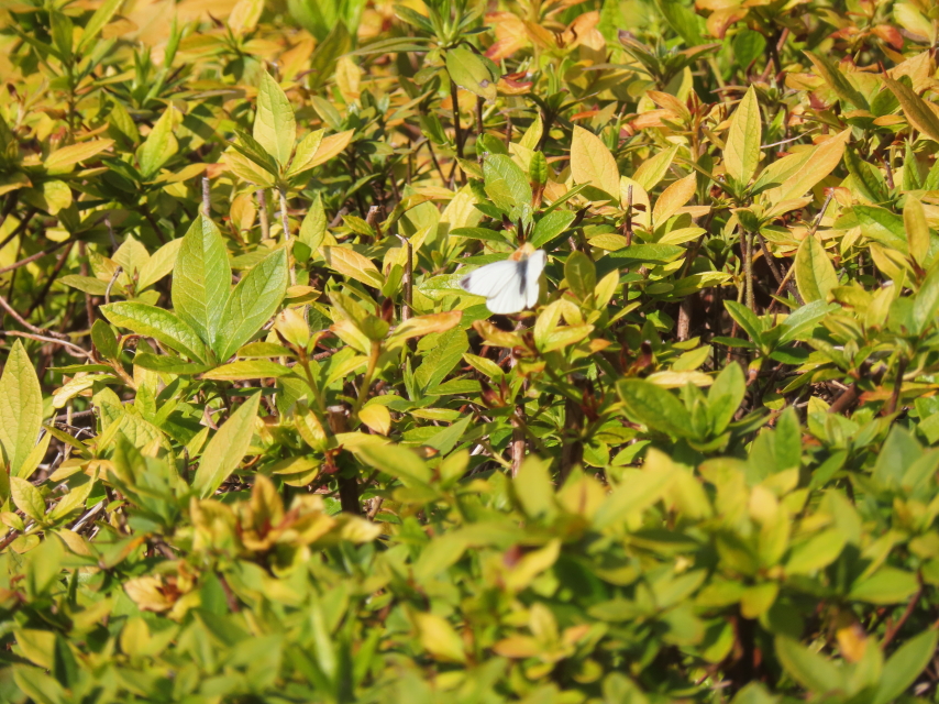 ファイル 8919-2.jpg