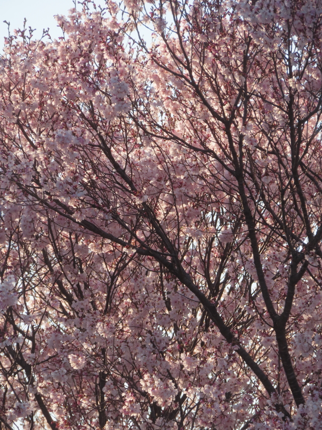 ファイル 8919-4.jpg