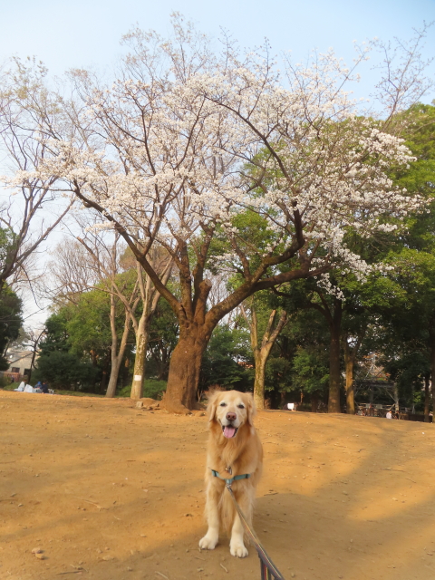 ファイル 8923-4.jpg