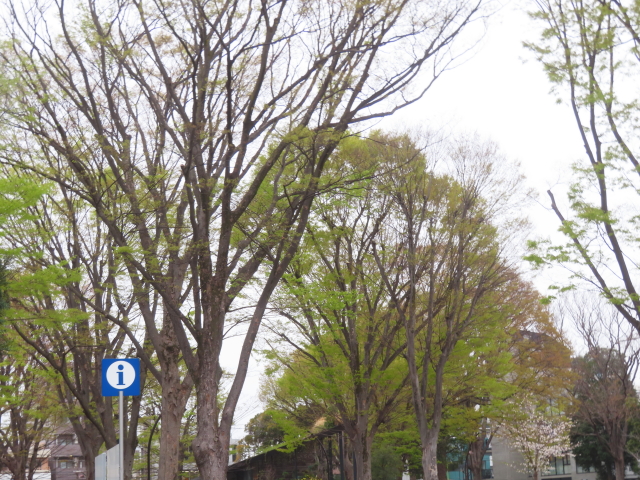 ファイル 8924-1.jpg