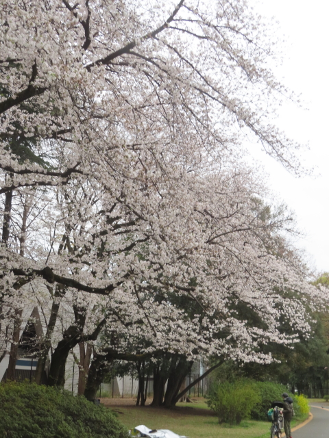 ファイル 8924-2.jpg