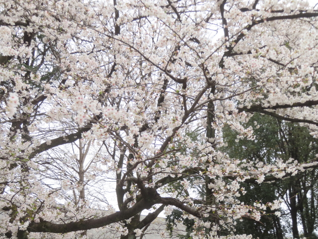 ファイル 8924-3.jpg