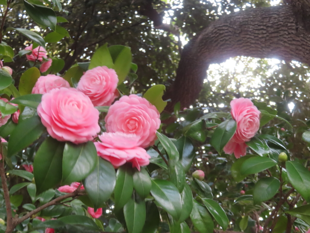 ファイル 8924-4.jpg