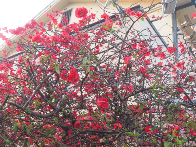 ファイル 8924-5.jpg