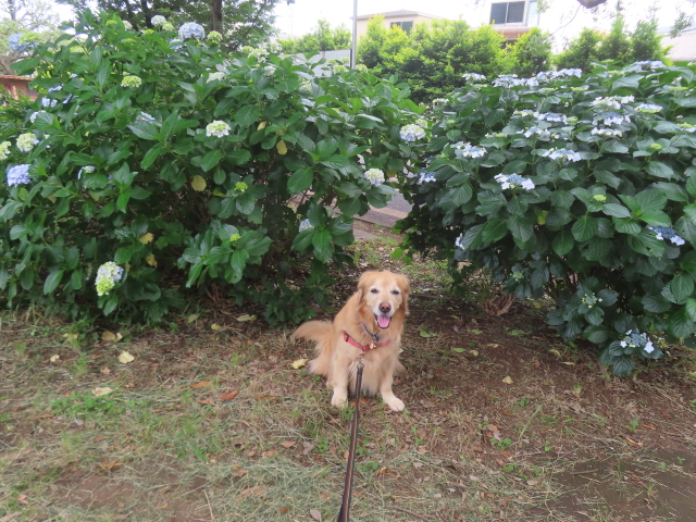 ファイル 8962-1.jpg