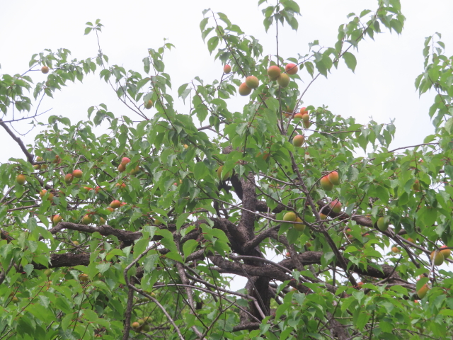 ファイル 8963-1.jpg