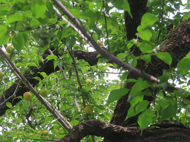 ファイル 8963-2.jpg