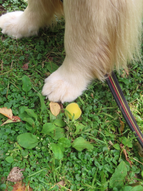 ファイル 8963-3.jpg