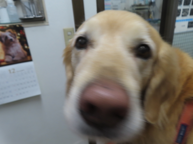 ファイル 9026-1.jpg