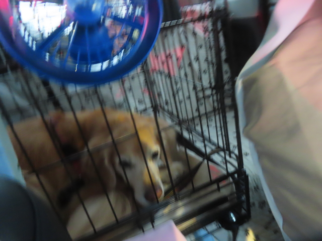 ファイル 9029-5.jpg