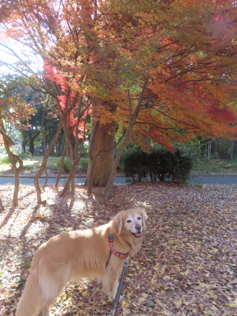 ファイル 9032-1.jpg