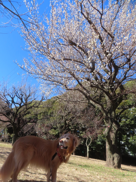 ファイル 9038-5.jpg