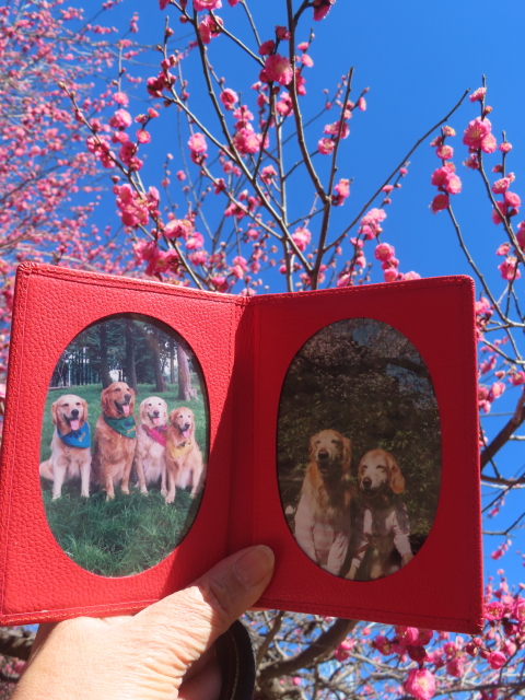 ファイル 9040-4.jpg