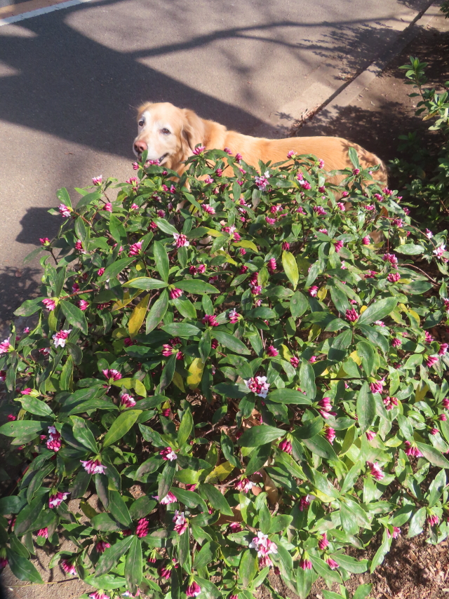 ファイル 9047-1.jpg