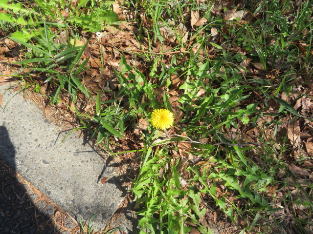 ファイル 9051-2.jpg