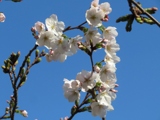 ファイル 9054-5.jpg