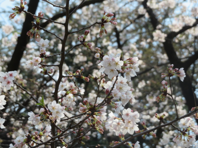 ファイル 9061-4.jpg