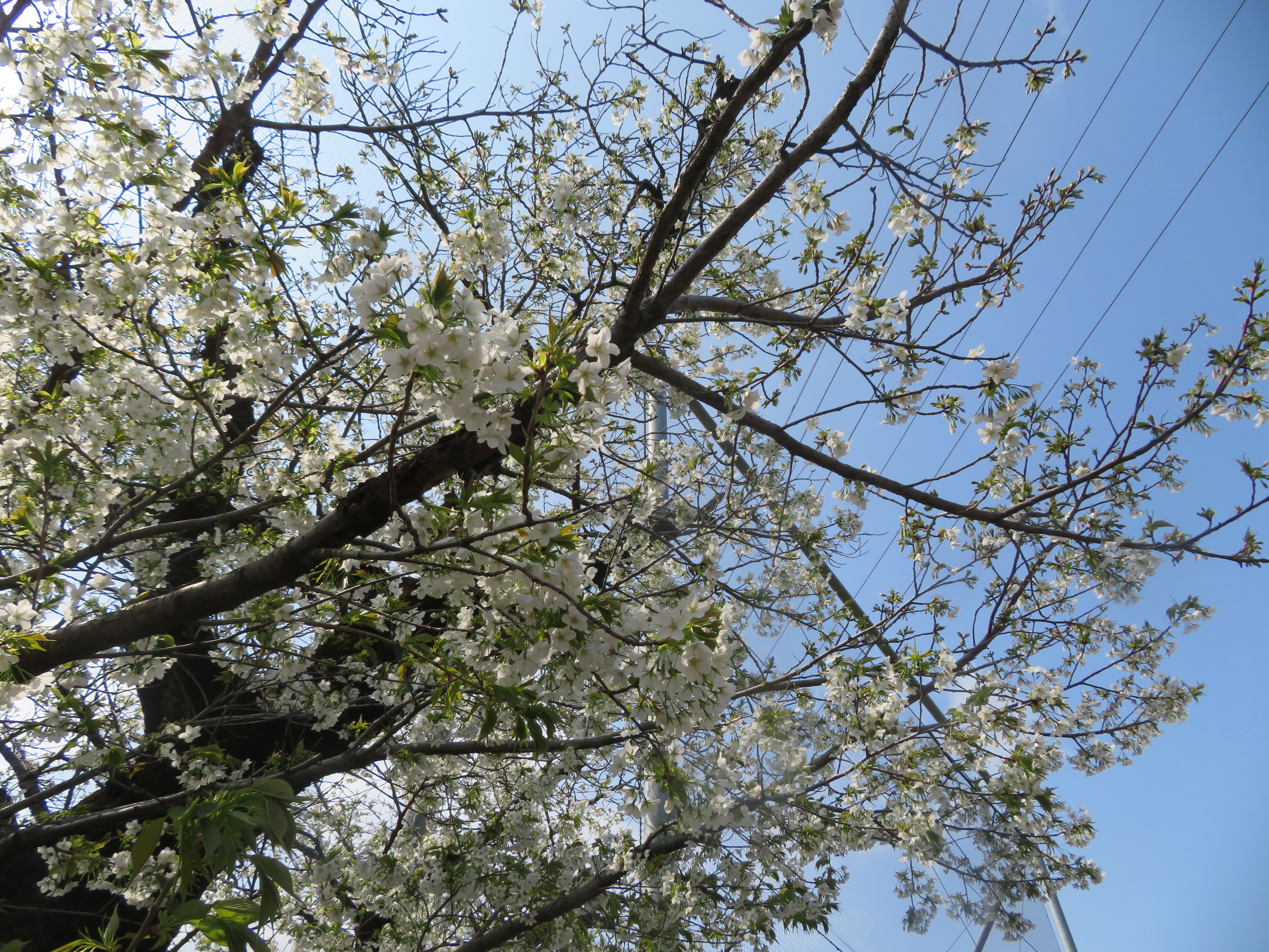 ファイル 9064-4.jpg