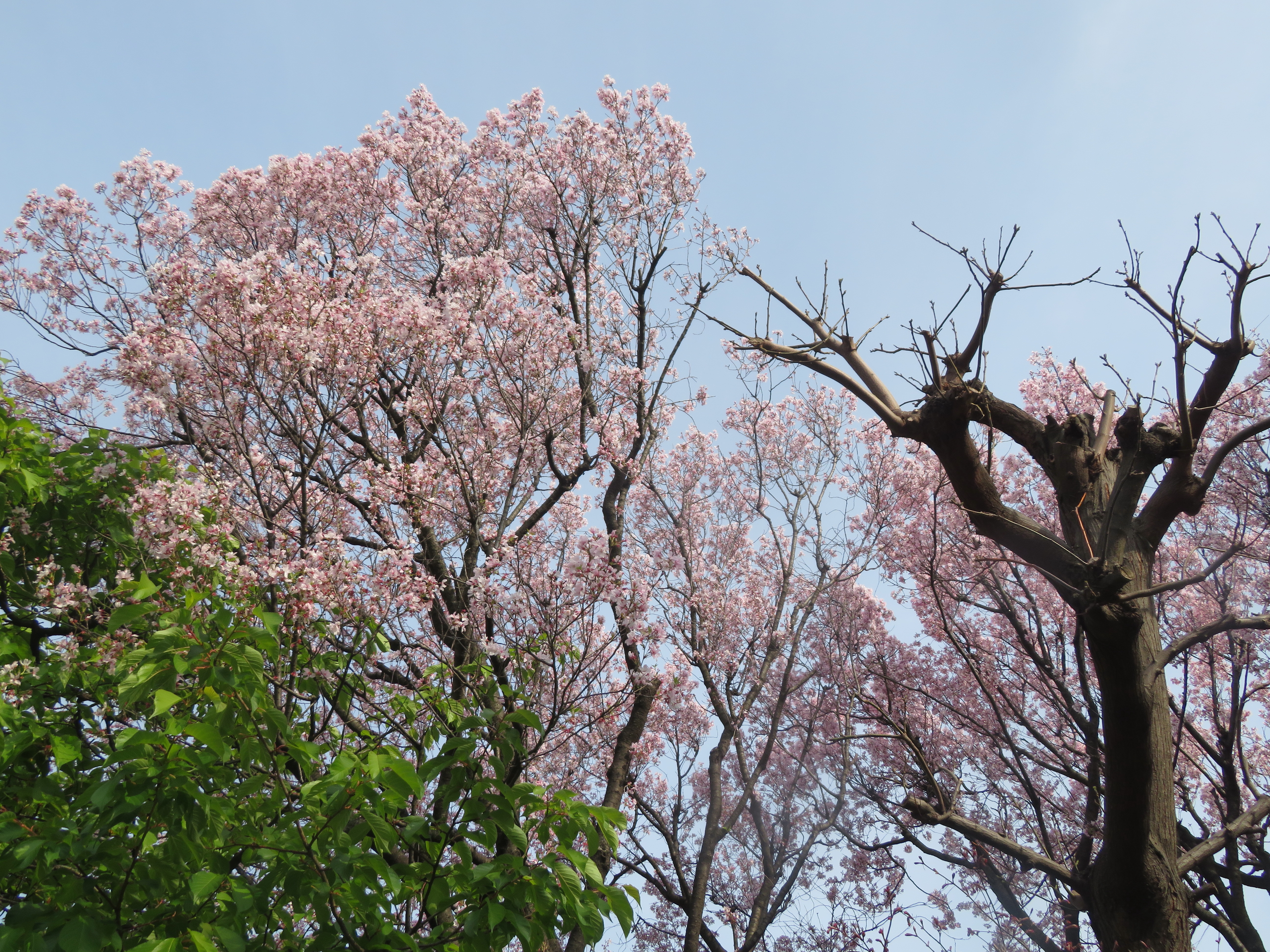 ファイル 9064-5.jpg