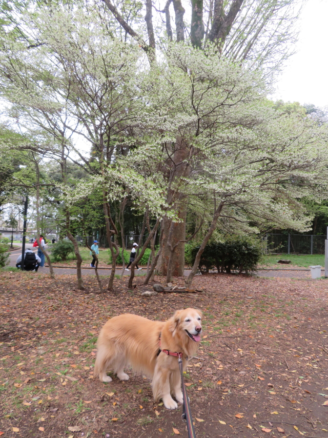 ファイル 9067-1.jpg