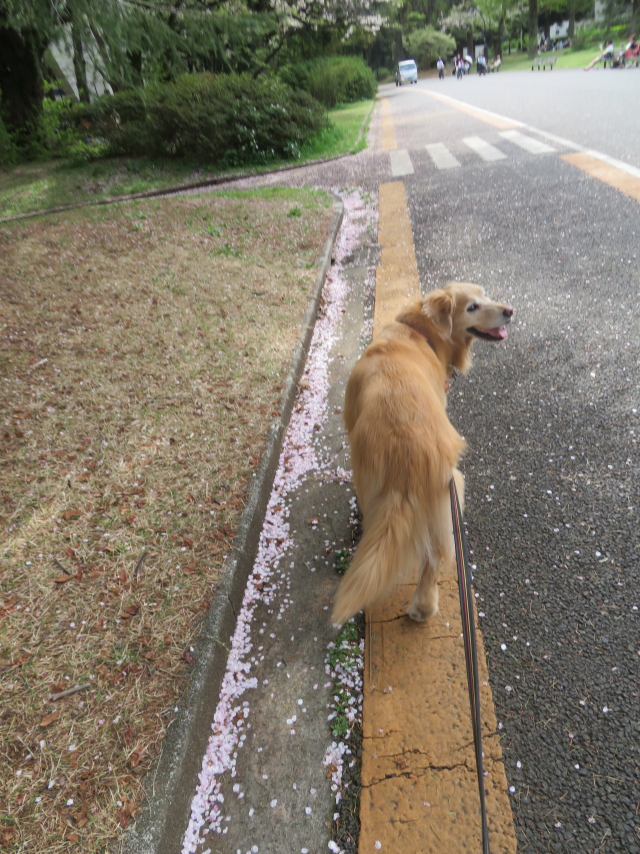 ファイル 9068-2.jpg