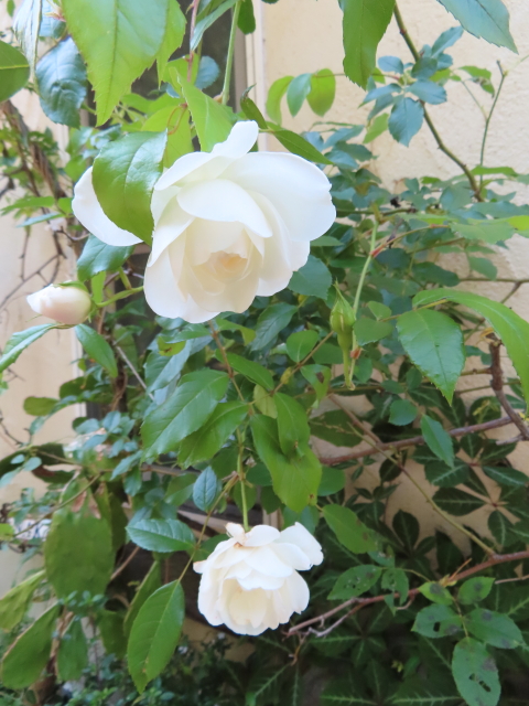 ファイル 9083-2.jpg