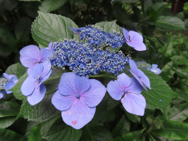 ファイル 9097-1.jpg
