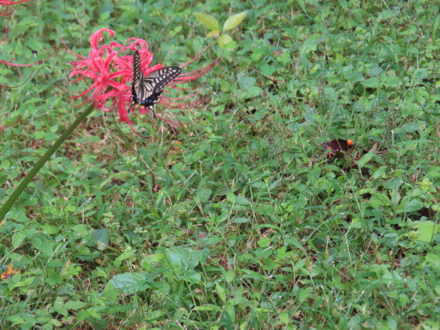 ファイル 9132-2.jpg